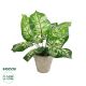 GloboStar® Artificial Garden DIEFFENBACHIA POTTED PLANT 20897 Διακοσμητικό Φυτό Διεφενμπάχια Φ40 x Υ33cm