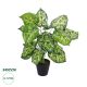 GloboStar® Artificial Garden DIEFFENBACHIA PLANT 20914 Διακοσμητικό Φυτό Διφενμπάχια Φ58 x Υ75cm