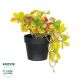 GloboStar® Artificial Garden SCHEFFLERA MIX PLANT 20956 Διακοσμητικό Φυτό Σεφλέρα Φ20 x Υ18cm