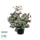 GloboStar® Artificial Garden ZEBRINA PLANT 20961 Διακοσμητικό Φυτό Ζεμπρίνα Φ45 x Υ22cm