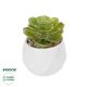 GloboStar® Artificial Garden SUCCULENT ECHEVERIA POTTED PLANT 20991 Διακοσμητικό Φυτό Εχεβέρια Φ6 x Υ8,5cm