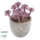 GloboStar® Artificial Garden SUCCULENT SEDUM 21017 Διακοσμητικό Φυτό Παχύφυτο Σέδο Υ10cm