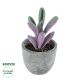 GloboStar® Artificial Garden SUCCULENT CRASULLA 21031 Διακοσμητικό Φυτό Παχύφυτο Κράσουλα Υ11cm