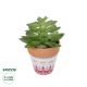 GloboStar® Artificial Garden SUCCULENT ECHEVERIA POTTED PLANT 21048 Διακοσμητικό Φυτό Εχεβέρια Φ13 x Υ18cm