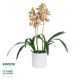 GloboStar® Artificial Garden CHAMPAGNE CHERRY CYMBIDIUM 21404 Διακοσμητικό Φυτό Σαμπανιζέ Κυμβίδιο Υ60cm